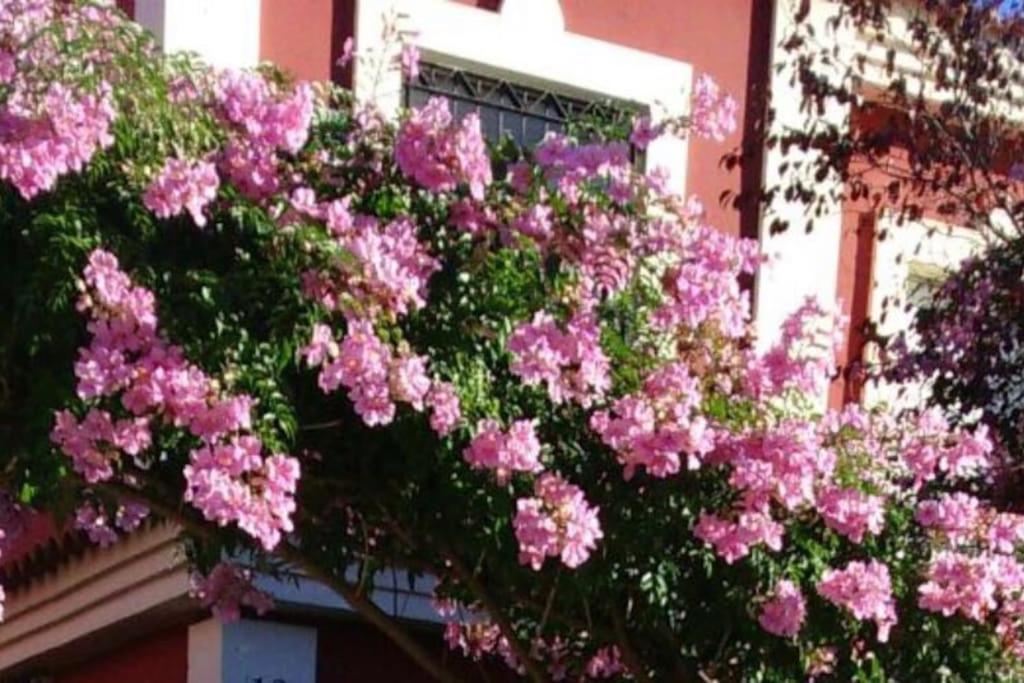 Salteras Casa Bignoniaヴィラ エクステリア 写真